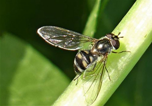 Réf. 245 883 : Meliscaeva auricollis