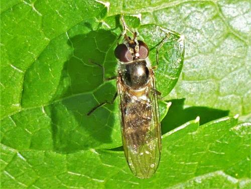 Réf. 245 916 : Meliscaeva auricollis