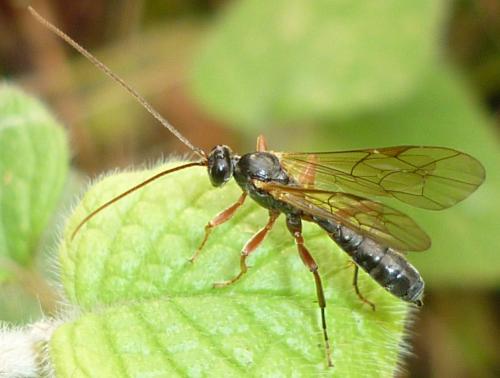 Réf. 245 161 : Dyspetes luteomarginatus