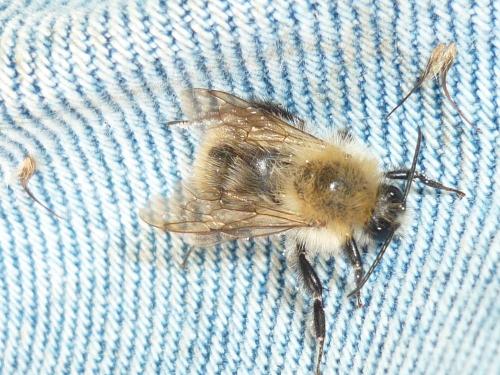 Bombus pascuorum