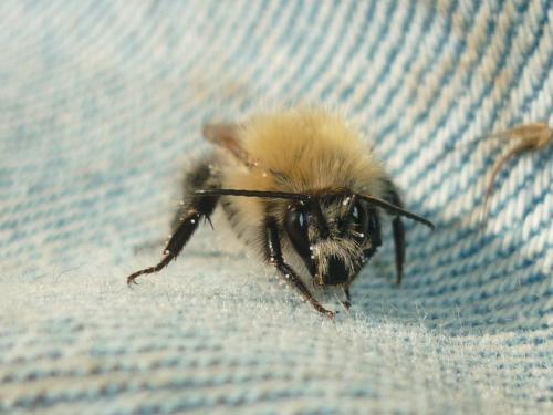 Bombus pascuorum