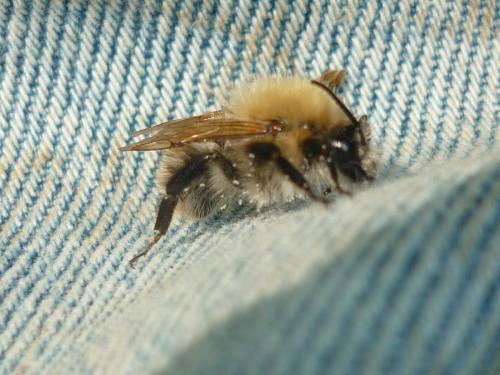Bombus pascuorum