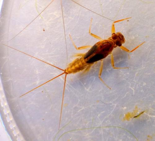 Choroterpes picteti
