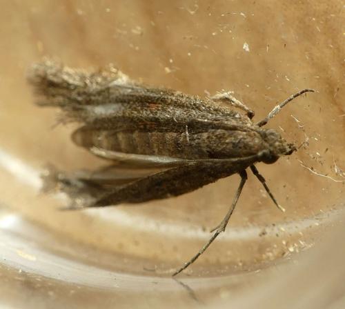 Cadra cautella