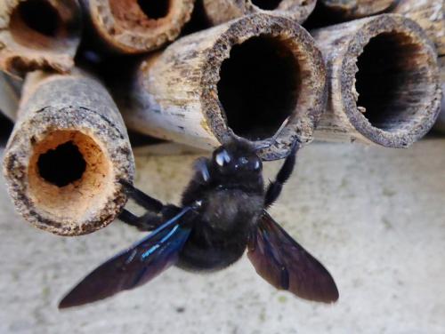 Xylocopa violacea