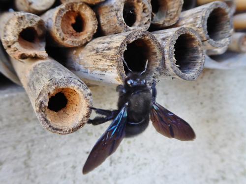 Xylocopa violacea