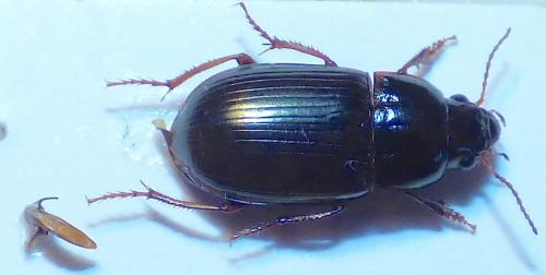 Amara ingenua