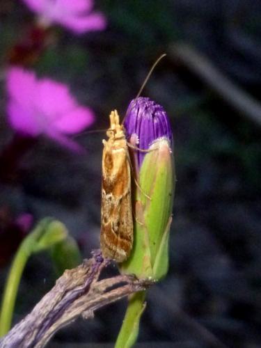Réf. 245 132 : Ancylosis cinnamomella