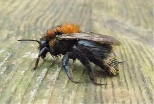 Bombus hypnorum