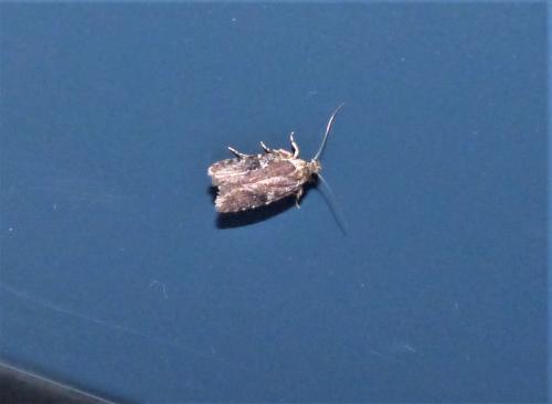 Réf. 245 204 : Agonopterix purpurea