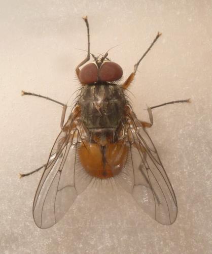Réf. 245 955 : Phaonia subventa