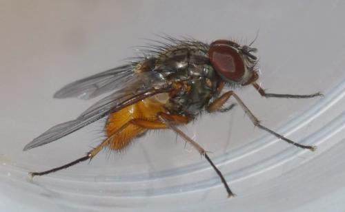Réf. 245 954 : Phaonia subventa