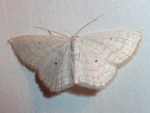 Réf. 245 363 : Scopula immutata
