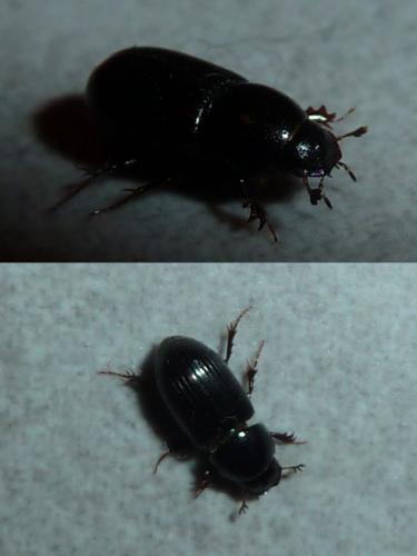 Aphodiinae