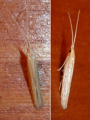 Coleophora sp.