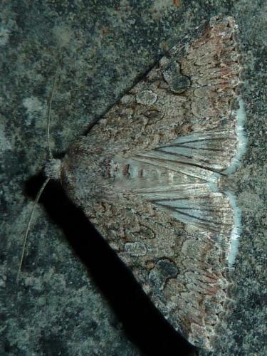 Réf. 245 670 : Anarta trifolii