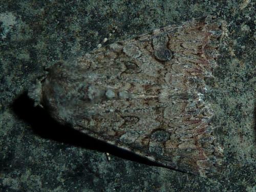 Réf. 245 671 : Anarta trifolii