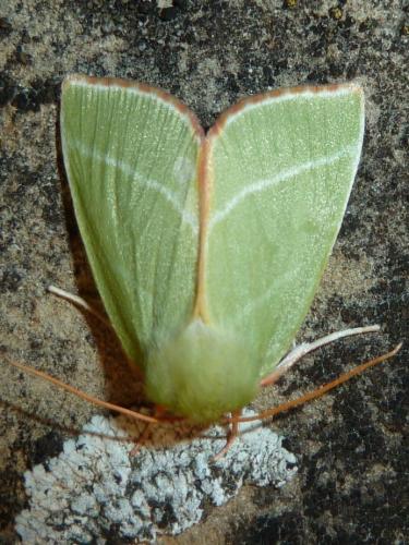 Réf. 245 677 : Pseudoips prasinana