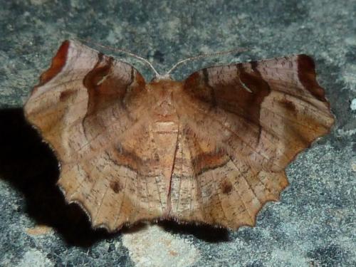 Selenia tetralunaria