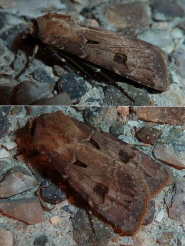 Réf. 245 681 : Agrotis exclamationis