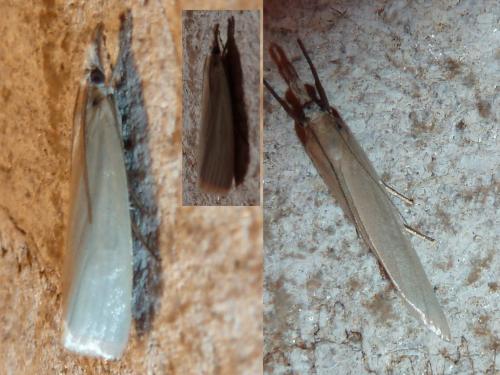 Réf. 245 803 : Crambus perlella