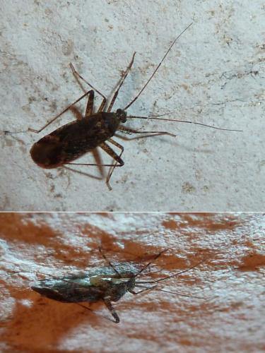 Réf. 245 804 : Phytocoris sp.