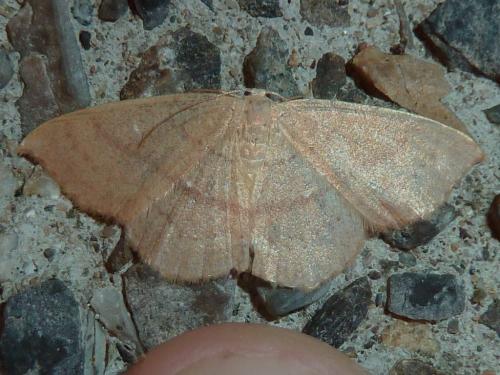 Réf. 245 820 : Cyclophora linearia
