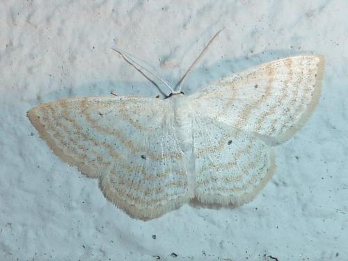 Réf. 245 823 : Scopula immutata