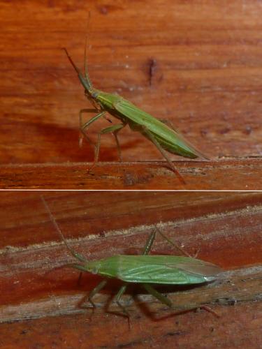 Stenodema calcarata