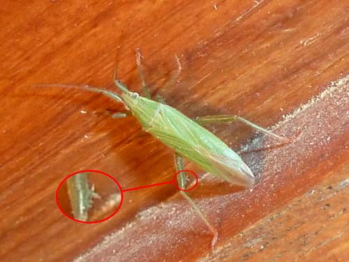 Stenodema calcarata