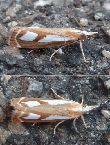 Catoptria mytilella
