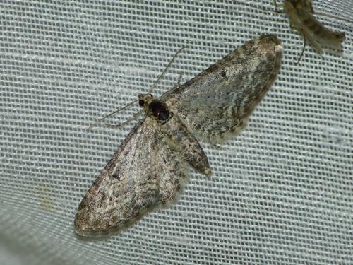 Eupithecia sp.