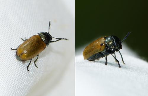 Réf. 245 091 : Labidostomis longimana