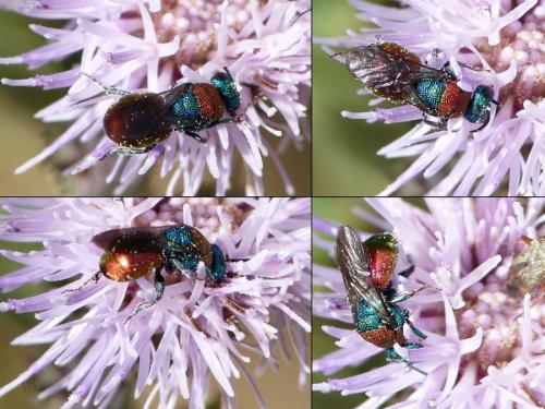Hedychrum sp.