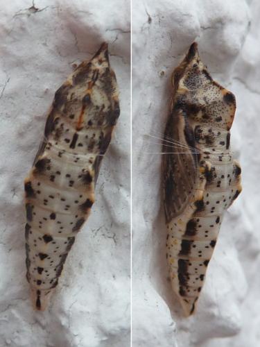 Réf. 245 217 : Pieris napi