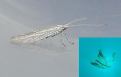 Coleophora argentula