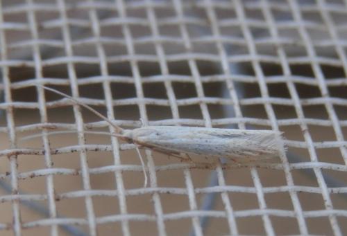 Coleophora adspersella