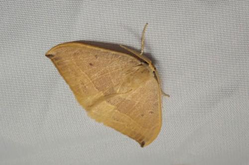 Watsonalla sp.