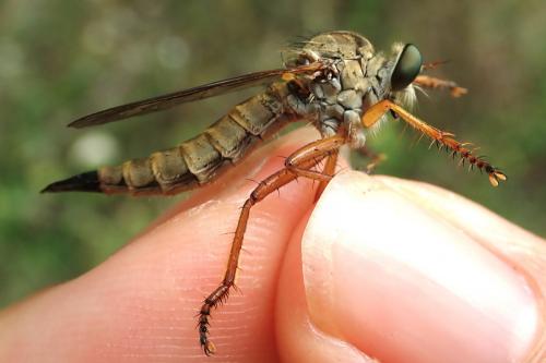 Réf. 245 208 : Aneomochtherus flavicornis