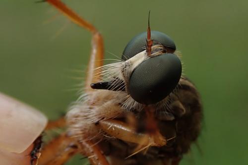 Aneomochtherus flavicornis