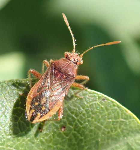 Réf. 245 101 : Rhopalus parumpunctatus