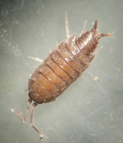 Porcellionides pruinosus