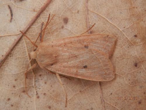 Réf. 245 000 : Agrochola macilenta