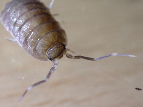 Porcellionides pruinosus