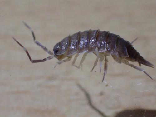 Porcellionides pruinosus