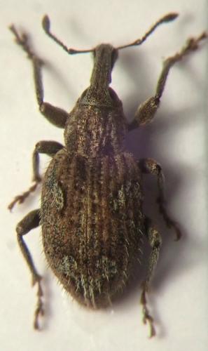 Réf. 245 094 : Graptus nictitans singularis