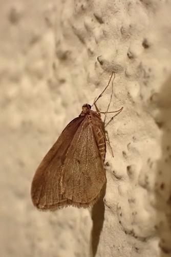 Réf. 245 318 : Operophtera brumata
