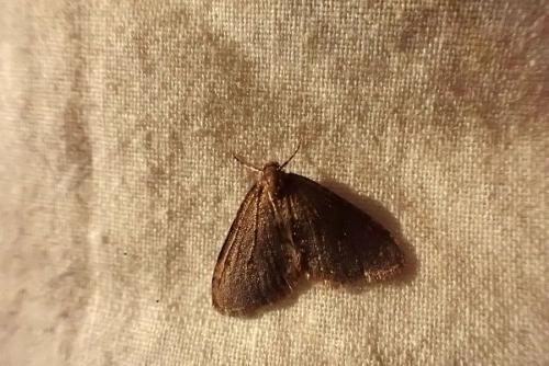 Operophtera brumata
