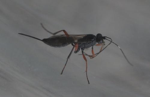 Réf. 245 117 : Cryptinae inconnu