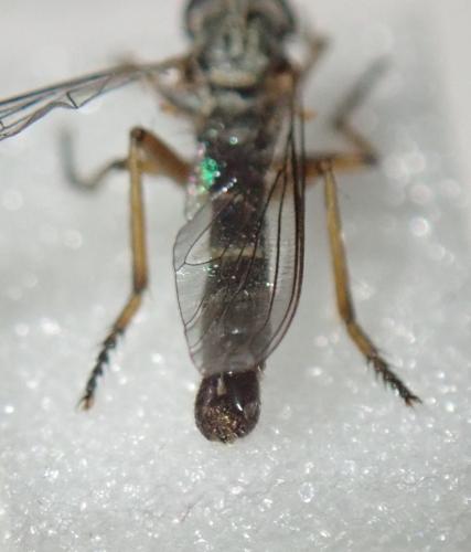 Neomochtherus pallipes